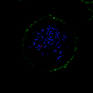 Graphical abstract: Compartmentalization of bacteria in microcapsules