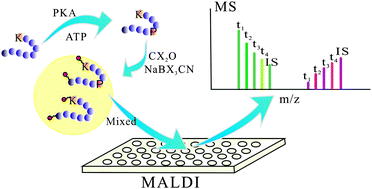 Graphical abstract: Multiplex isotope dimethyl labeling of substrate peptides for high throughput kinase activity assay via quantitative MALDI MS