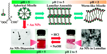 Graphical abstract: Recovery and redispersion of gold nanoparticles using the self-assembly of a pH sensitive zwitterionic amphiphile