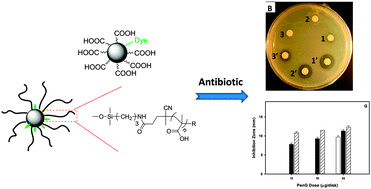 Graphical abstract: Functionalised nanoparticles complexed with antibiotic efficiently kill MRSA and other bacteria