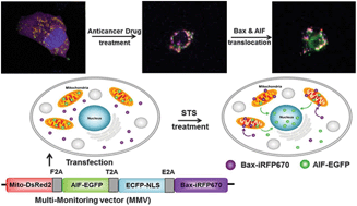 Graphical abstract: Live imaging of cellular dynamics using a multi-imaging vector in single cells