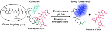 Graphical abstract: A pH-responsive prodrug for real-time drug release monitoring and targeted cancer therapy