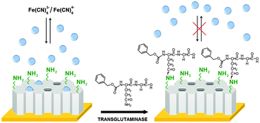 Graphical abstract: Nanochannel-based electrochemical assay for transglutaminase activity