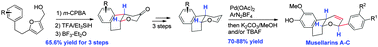 Graphical abstract: Total syntheses of (±)-musellarins A–C