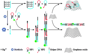 Graphical abstract: A novel graphene oxide based fluorescent nanosensing strategy with hybridization chain reaction signal amplification for highly sensitive biothiol detection