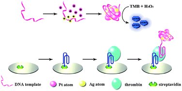 Graphical abstract: One-pot synthesized DNA-templated Ag/Pt bimetallic nanoclusters as peroxidase mimics for colorimetric detection of thrombin