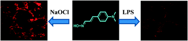 Graphical abstract: A highly selective fluorescent probe for hypochlorite and its endogenous imaging in living cells