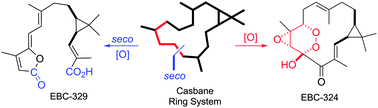 Graphical abstract: Croton insularis introduces the seco-casbane class with EBC-329 and the first casbane endoperoxide EBC-324