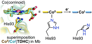Graphical abstract: Co(ii)/Co(i) reduction-induced axial histidine-flipping in myoglobin reconstituted with a cobalt tetradehydrocorrin as a methionine synthase model