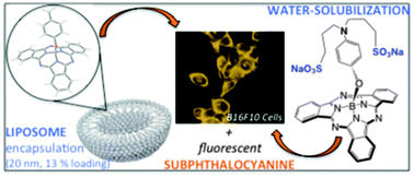 Graphical abstract: Subphthalocyanines: addressing water-solubility, nano-encapsulation, and activation for optical imaging of B16 melanoma cells