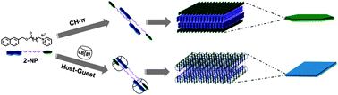 Graphical abstract: Host–guest interaction manipulated self-assembly of pyridinium-tailored naphthalene