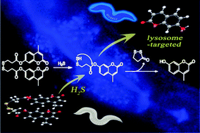 Graphical abstract: A lysosome-targeted fluorescent chemodosimeter for monitoring endogenous and exogenous hydrogen sulfide by in vivo imaging