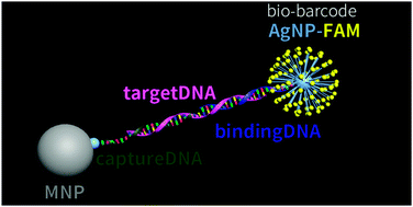 Graphical abstract: A dual amplification strategy for DNA detection combining bio-barcode assay and metal-enhanced fluorescence modality