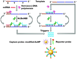 Graphical abstract: Surface-enhanced Raman spectroscopy for simultaneous sensitive detection of multiple microRNAs in lung cancer cells