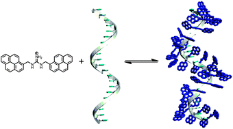 Graphical abstract: Probing the importance of π-stacking interactions in DNA-templated self-assembly of bisfunctionalized guanidinium compounds