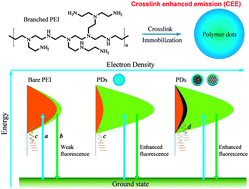 Graphical abstract: The crosslink enhanced emission (CEE) in non-conjugated polymer dots: from the photoluminescence mechanism to the cellular uptake mechanism and internalization