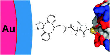 Graphical abstract: Monovalent maleimide functionalization of gold nanoparticles via copper-free click chemistry