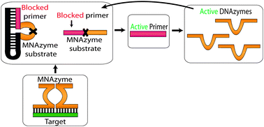 Graphical abstract: MNAzymes provide a universal mechanism for triggering DNAzyme synthesis cascades