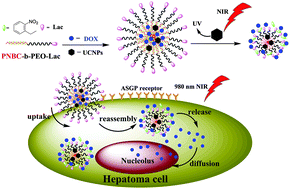 Graphical abstract: An NIR-responsive and sugar-targeted polypeptide composite nanomedicine for intracellular cancer therapy