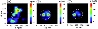 Graphical abstract: Local visualization of catalytic activity at gas evolving electrodes using frequency-dependent scanning electrochemical microscopy