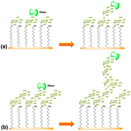 Graphical abstract: Dextransucrase-catalyzed elongation of polysaccharide brushes with immobilized mono-/di-saccharides as acceptors