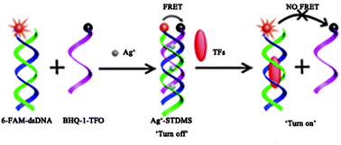 Graphical abstract: Sensitive detection of transcription factors using an Ag+-stabilized self-assembly triplex DNA molecular switch