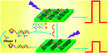 Graphical abstract: A carbon nanotube/quantum dot based photoelectrochemical biosensing platform for the direct detection of microRNAs