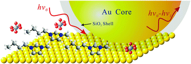 Graphical abstract: Extending the shell-isolated nanoparticle-enhanced Raman spectroscopy approach to interfacial ionic liquids at single crystal electrode surfaces