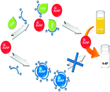 Graphical abstract: Colorimetric detection of human chorionic gonadotropin using catalytic gold nanoparticles and a peptide aptamer