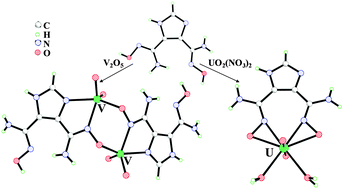 Graphical abstract: Structural clues to UO22+/VO2+ competition in seawater extraction using amidoxime-based extractants