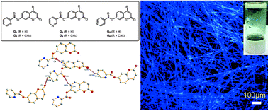 Graphical abstract: Rational design of coumarin-based supramolecular hydrogelators for cell imaging