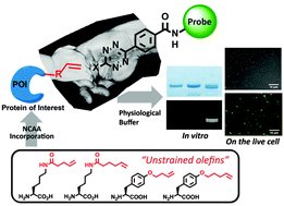 Graphical abstract: Genetically encoded unstrained olefins for live cell labeling with tetrazine dyes