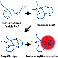 Graphical abstract: DNA–RNA chimera indicates the flexibility of the backbone influences the encapsulation of fluorescent AgNC emitters