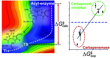 Graphical abstract: QM/MM simulations as an assay for carbapenemase activity in class A β-lactamases