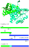 Graphical abstract: A novel chimeric amine dehydrogenase shows altered substrate specificity compared to its parent enzymes