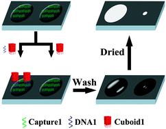 Graphical abstract: Salt-enabled visual detection of DNA