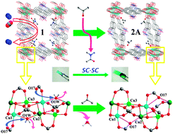 Graphical abstract: A 3D MOF showing unprecedented solvent-induced single-crystal-to-single-crystal transformation and excellent CO2 adsorption selectivity at room temperature