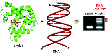 Graphical abstract: DNA cleavage by oxymyoglobin and cysteine-introduced metmyoglobin