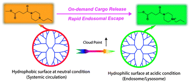 Graphical abstract: Two birds with one stone: dendrimer surface engineering enables tunable periphery hydrophobicity and rapid endosomal escape