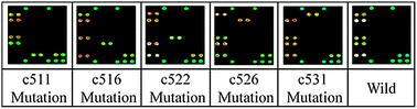Graphical abstract: Multiplex SNP detection in multiple codons for accurate drug therapy