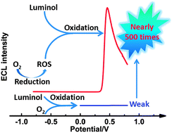 Graphical abstract: Remarkable increase in luminol electrochemiluminescence by sequential electroreduction and electrooxidation