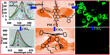 Graphical abstract: Bay functionalized perylenediimide as a deaggregation based intracellular fluorescent probe for perchlorate