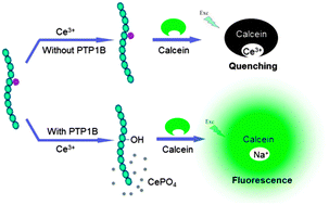 Graphical abstract: A versatile fluorescence turn-on assay for highly sensitive detection of tyrosine phosphatase activity