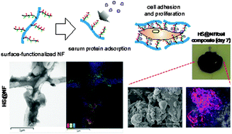 Graphical abstract: Surface-polymerized biomimetic nanofibrils for the cell-directed association of 3-D scaffolds