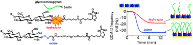 Graphical abstract: A quartz crystal microbalance method to study the terminal functionalization of glycosaminoglycans