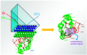 Graphical abstract: An electronically enhanced chiral sum frequency generation vibrational spectroscopy study of lipid-bound cytochrome c