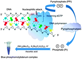 Graphical abstract: Tracing phosphate ions generated during DNA amplification and its simple use for visual detection of isothermal amplified products