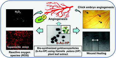 Graphical abstract: Bioconjugated gold nanoparticles accelerate the growth of new blood vessels through redox signaling