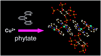Graphical abstract: The copper(ii)–phytate–terpyridine ternary system: the first crystal structures showing the interaction of phytate with bivalent metal and ammonium cations