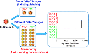 Graphical abstract: An array sensor consisting of a single indicator with multiple concentrations and its application in ion discrimination
